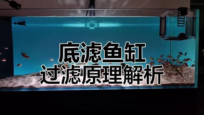 推薦幾款適合龍魚缸的過濾系統