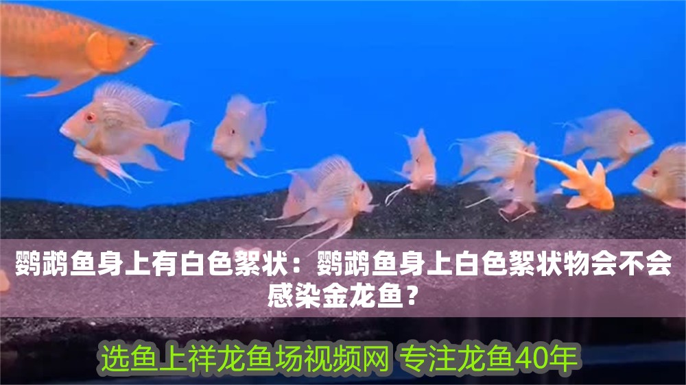 鸚鵡魚身上有白色絮狀：鸚鵡魚身上白色絮狀物會不會感染金龍魚？