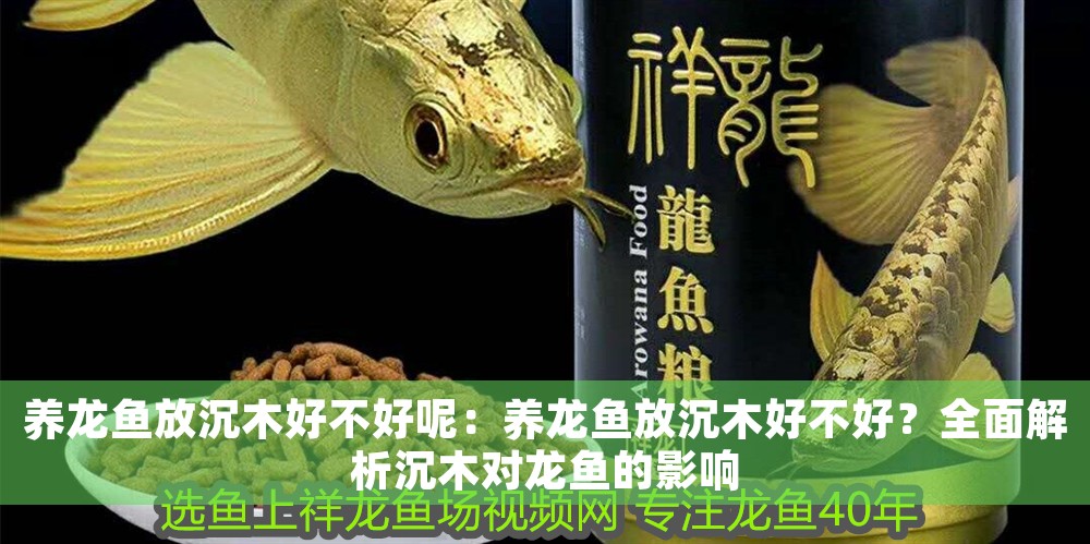 養(yǎng)龍魚放沉木好不好呢：養(yǎng)龍魚放沉木好不好？全面解析沉木對(duì)龍魚的影響