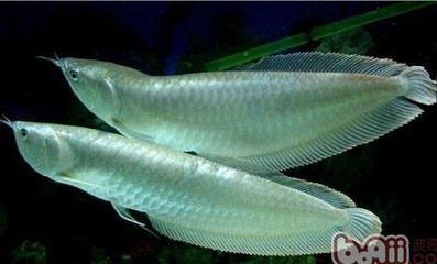 龍魚經常撞缸什么情況龍魚經常撞缸什么情況：龍魚撞缸是一種常見的現象，可能由多種原因引起，飼養者應注意