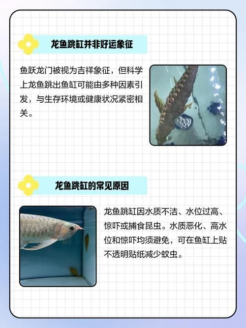 龍魚跳缸是什么原因呢怎么解決圖片