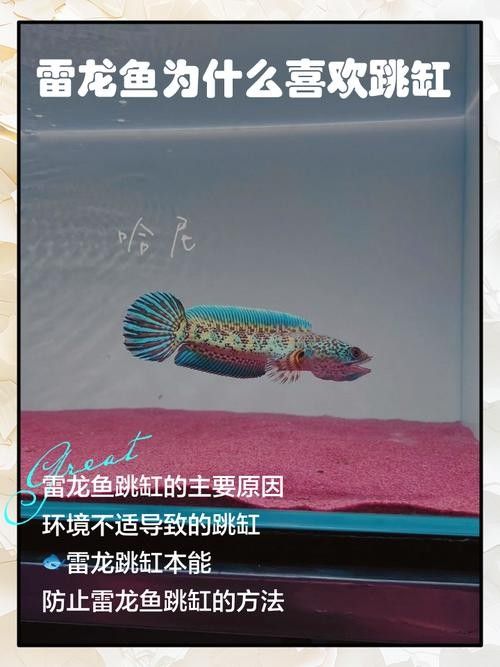 龍魚跳缸是什么原因呢怎么解決圖片