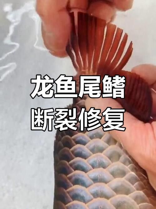 龍魚跳缸是什么原因呢怎么解決圖片