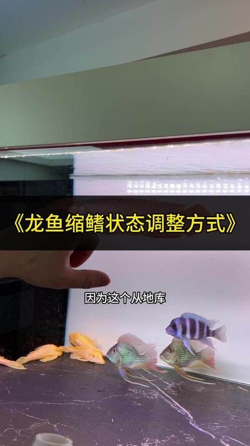 龍魚跳缸是什么原因呢怎么解決圖片
