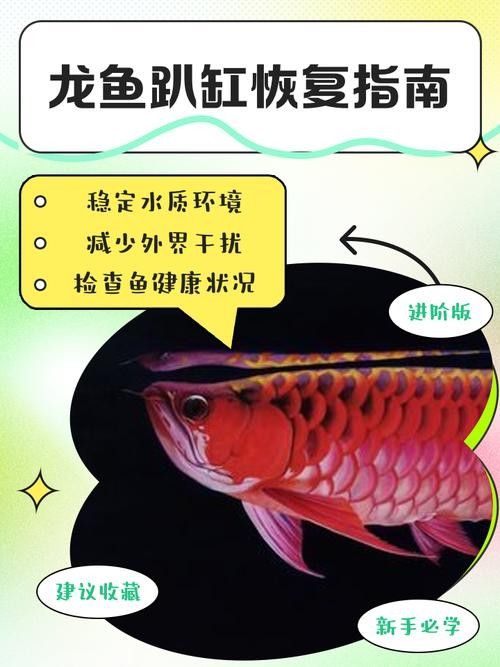 龍魚跳缸是什么原因呢怎么解決圖片