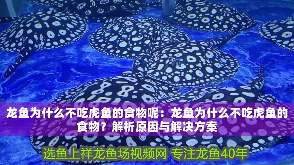 龍魚(yú)為什么不吃虎魚(yú)的食物呢：龍魚(yú)為什么不吃虎魚(yú)的食物？解析原因與解決方案