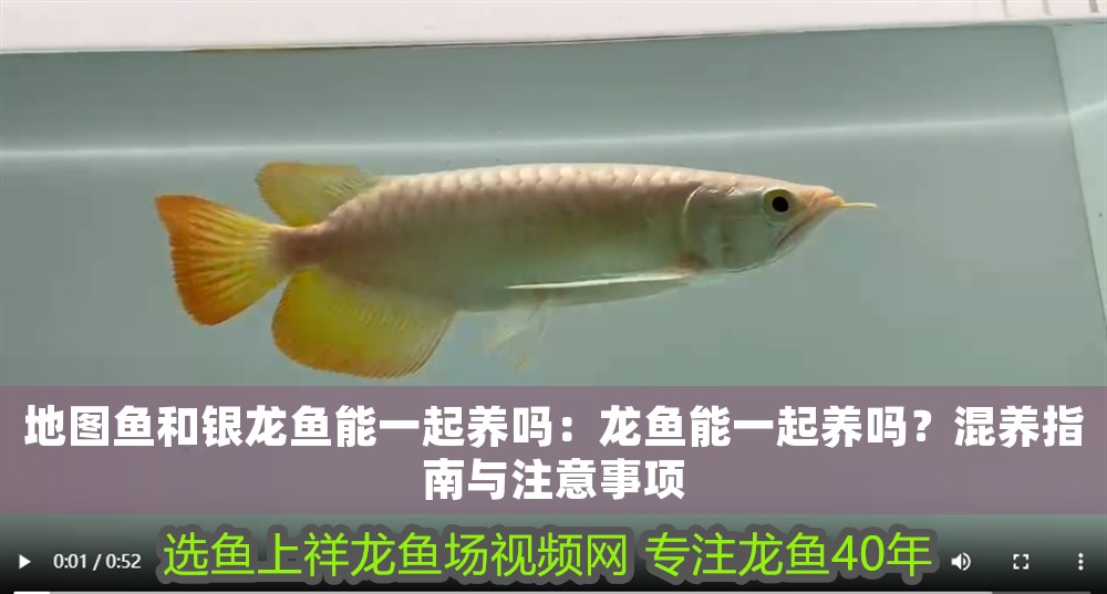 地圖魚和銀龍魚能一起養嗎：龍魚能一起養嗎？混養指南與注意事項
