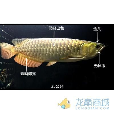 金龍魚35公分還沒過背怎么回事（金龍魚35公分還沒過背可能是由于鱗片發育未完全）