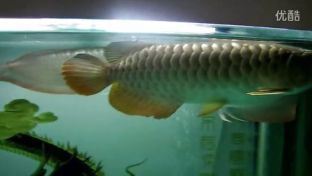 金龍魚35公分還沒過背怎么回事（金龍魚35公分還沒過背可能是由于鱗片發育未完全）