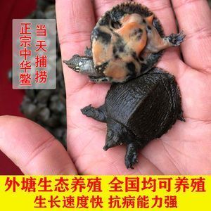 龍魚可以喂小甲魚嗎：龍魚可以喂小甲魚嗎，