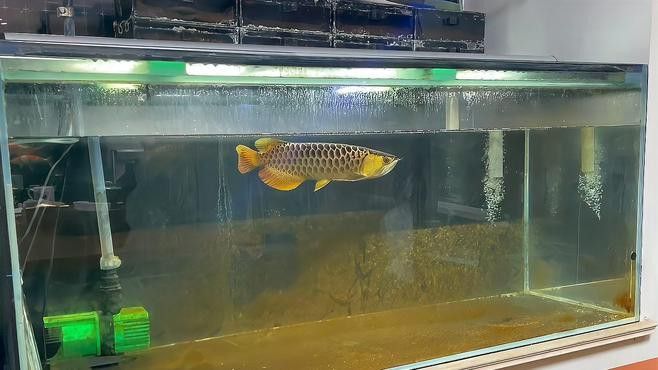 什么是龍魚側游