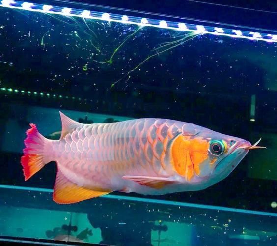 紅龍魚圖片高清大圖