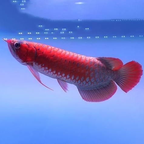 紅龍魚圖片高清大圖