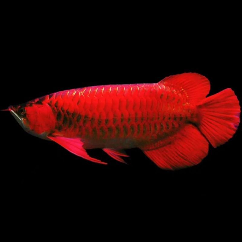 紅龍魚圖片高清大圖