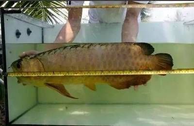 喂龍魚吃什么長得快一點的食物：喂養龍魚吃什么長得快一點的食物長得快一點的食物