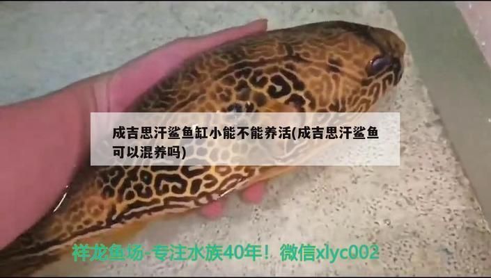紅龍魚(yú)不吃食怎么辦：紅龍魚(yú)不吃食可能是種種原因?qū)е录t龍魚(yú)不吃食的原因