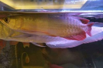 龍魚趴缸是什么病的前兆：龍魚趴缸與水質關系探究，龍魚趴缸后食欲減退怎么辦