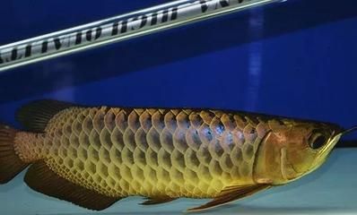 龍魚趴缸是什么病的前兆：龍魚趴缸與水質關系探究，龍魚趴缸后食欲減退怎么辦