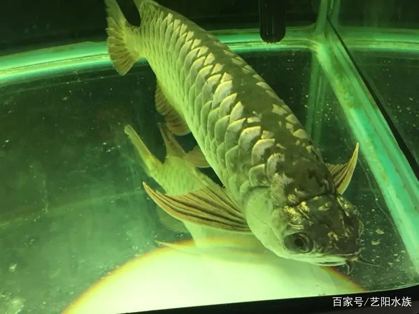 龍魚趴缸是什么病的前兆：龍魚趴缸與水質關系探究，龍魚趴缸后食欲減退怎么辦