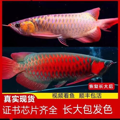 赤血紅龍魚圖片欣賞大全大圖