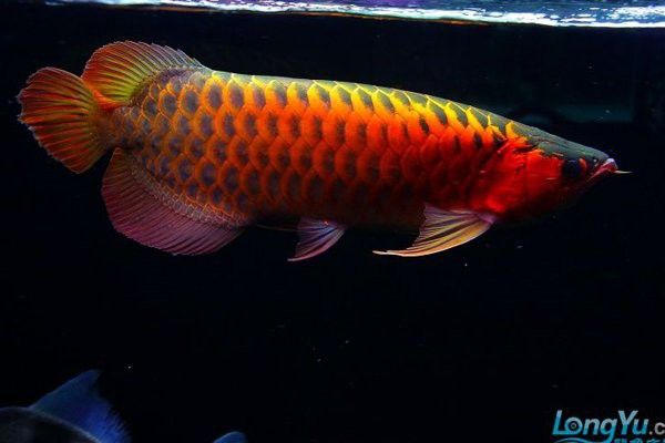 赤血紅龍魚圖片欣賞大全大圖