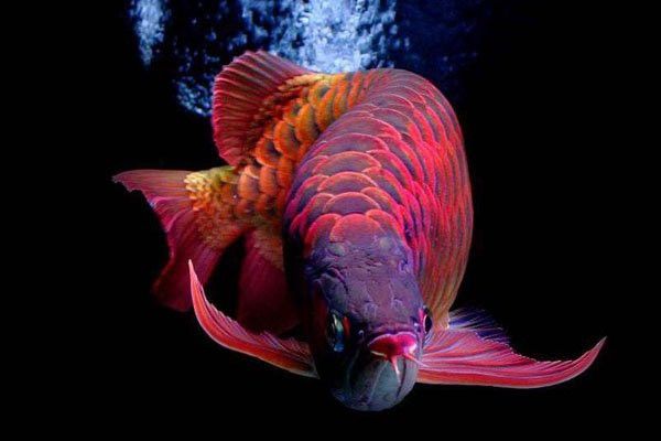 赤血紅龍魚圖片欣賞大全大圖