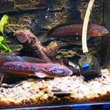 月鱧魚和雷龍魚的價格差異大嗎？