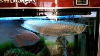在北京，有多個地方可以購買龍魚：北京多個地方可以購買龍魚