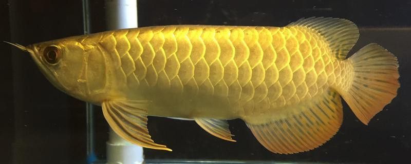 金龍魚(yú)開(kāi)始發(fā)色了嗎