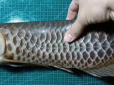 龍魚(yú)怎么做標(biāo)本：制作龍魚(yú)標(biāo)本的步驟
