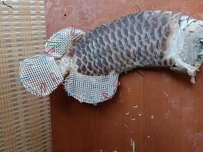 龍魚(yú)怎么做標(biāo)本：制作龍魚(yú)標(biāo)本的步驟