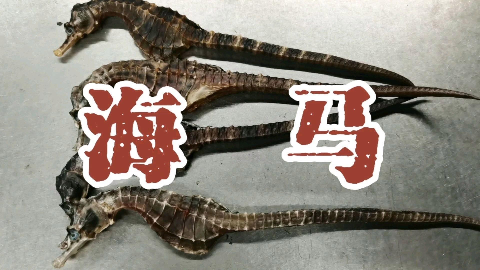 海馬和海龍的價格是多少？