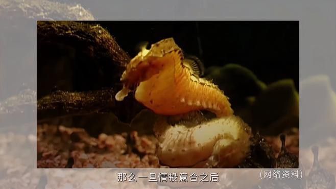 海馬和海龍的價格是多少？