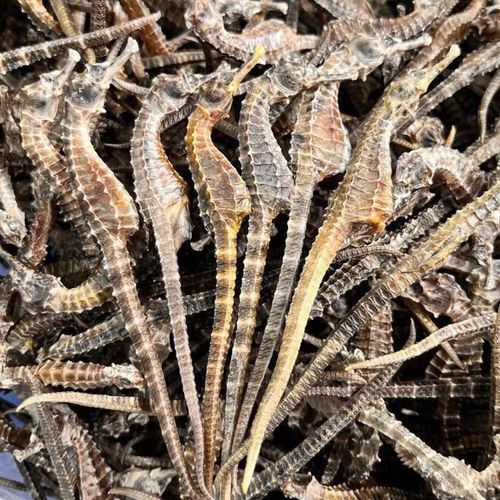 海馬和海龍的價格是多少？