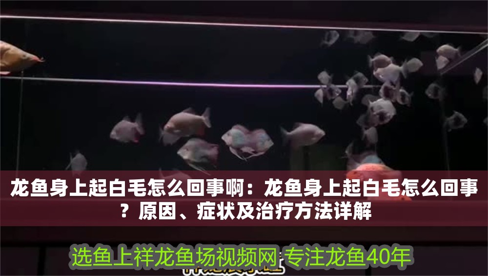 龍魚身上起白毛怎么回事啊：龍魚身上起白毛怎么回事？原因、癥狀及治療方法詳解