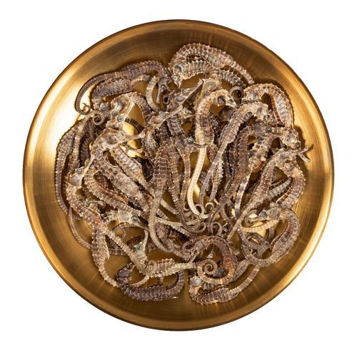 海馬和海龍的價格是多少？