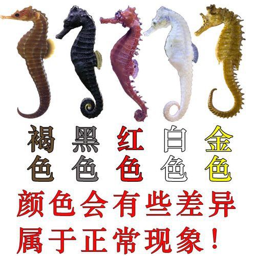 海馬和海龍的價格是多少？