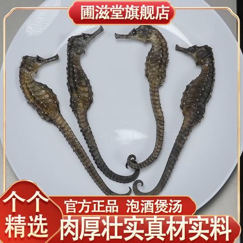 海馬和海龍的價格是多少？
