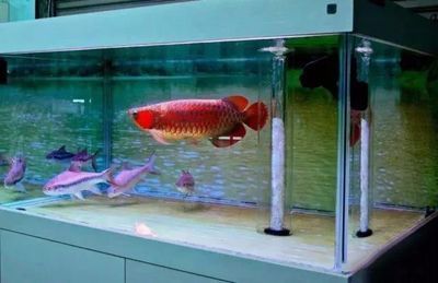 家養(yǎng)龍魚(yú)的好處是什么意思：家養(yǎng)龍魚(yú)的好處是什么意思家養(yǎng)龍魚(yú)的好處是什么