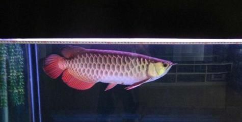 龍魚專用藥物副作用對比：龍魚專用藥物及其副作用對比，龍魚腸炎特效藥效果評價