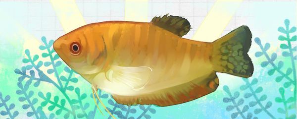 龍魚用不用每天打氧：如何判斷龍魚是否缺氧，提高龍魚水質的小技巧