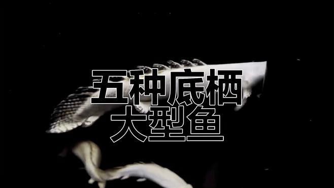 推薦一些適合與龍魚混養的魚種