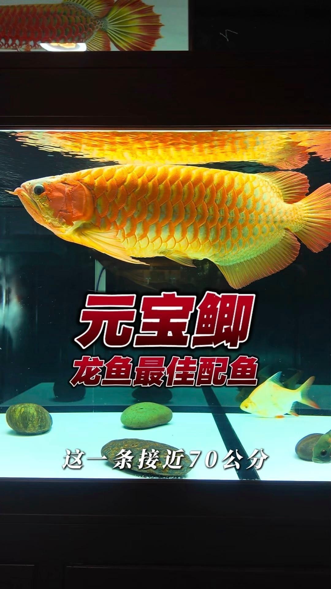 推薦一些適合與龍魚混養的魚種