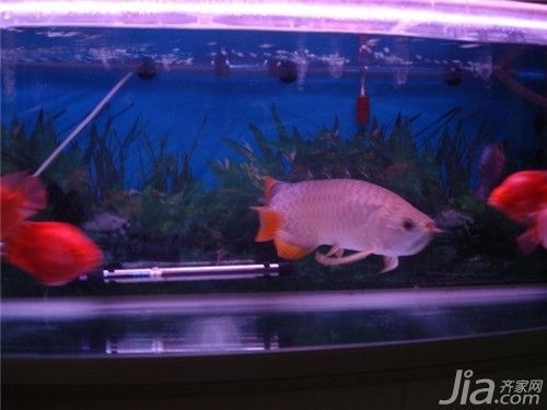 如何養好龍魚的方法和技巧（養好龍魚的具體方法和技巧）