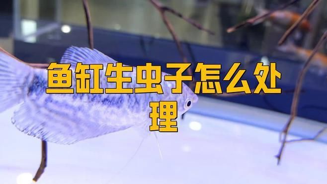 魚缸里殺蟲正確方法