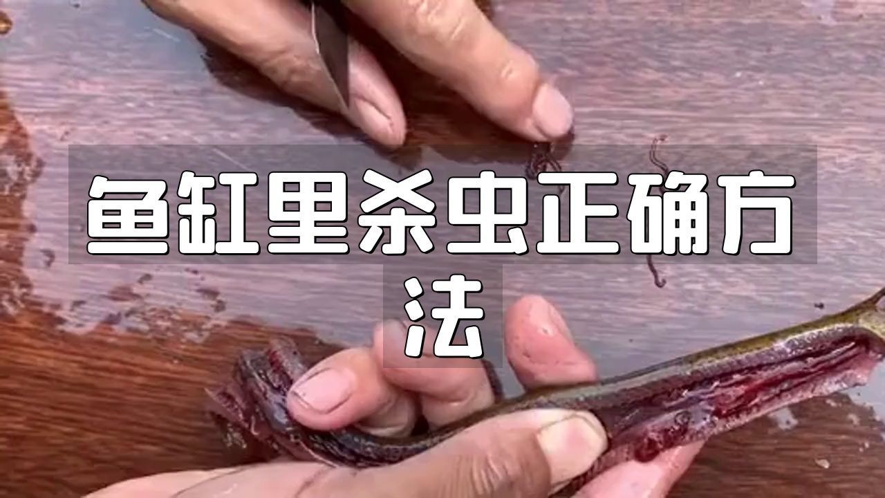 魚缸里殺蟲正確方法