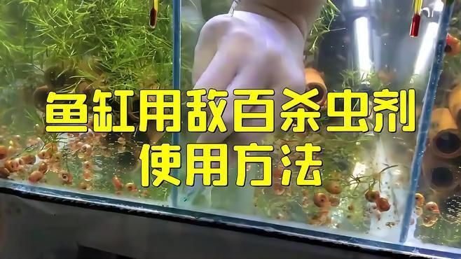 魚缸里殺蟲正確方法