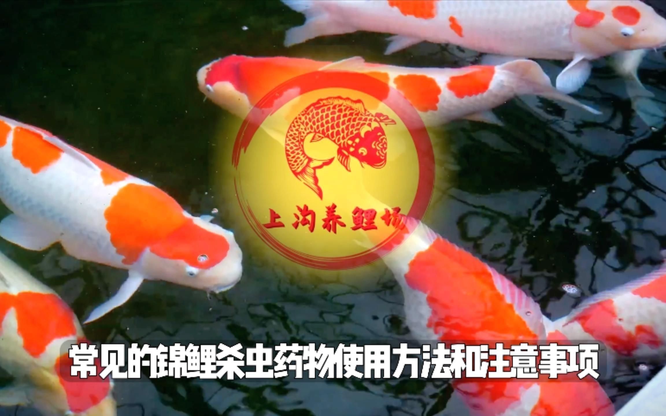 魚缸里殺蟲正確方法