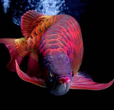 龍魚是淡水魚還是咸水：龍魚是淡水魚還是咸水魚