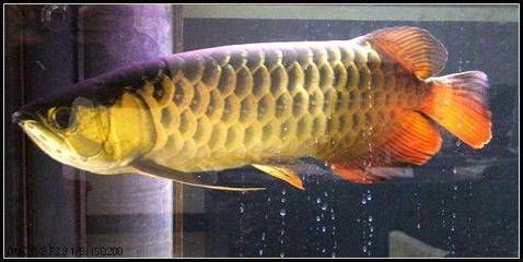 金龍魚被清蒸了嗎：河北石家莊男子因疫情封閉食物短缺，金龍魚被清蒸了